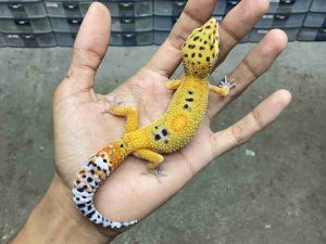 J-388 | EMERINE HET. TREMPER - BETINA