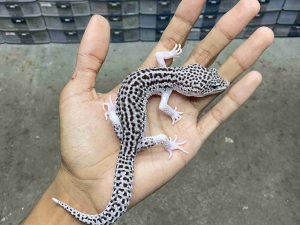 J-390 | SUPER SNOW ECLIPSE BLACK NIGHT/ PIED BLACK NIGHT MOTIF TEBAL HET. TREMPER - JANTAN