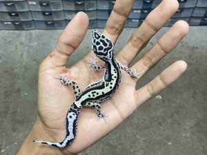 J-391 | TUG BANDIT BOLD STRIPE POSSIBLE HET. TREMPER - BETINA
