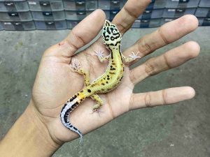 J-392 | STRIPE LINE BOLD STRIPE HET. TREMPER - BETINA