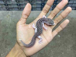 J-393 | PANDA/ PIED BLACK NIGHT/ SUPER SNOW ECLIPSE BLACK NIGHT HET. TREMPER - BETINA