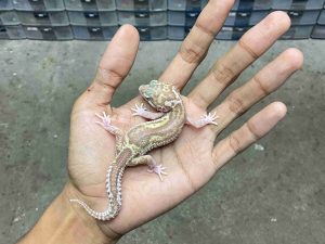 J-394 | ALBINO MACK SNOW RAPTOR BLACK NIGHT - BETINA