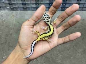J-395 | BOLD STRIPE POSSIBLE HET. TREMPER - JANTAN