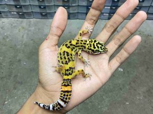 J-397 | TANGERINE LINE BLACK NIGHT POSSIBLE HET. TREMPER - JANTAN