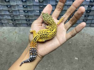 J-399 | TANGERINE LINE BLACK NIGHT POSSIBLE HET. TREMPER - BETINA
