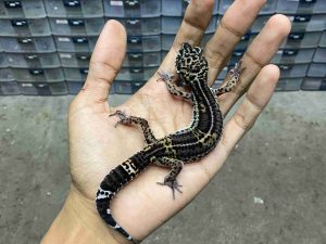 J-400 | BLACK NIGHT HET. TREMPER - JANTAN