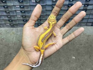 J-402 | ALBINO TREMPER BOLD STRIPE - JANTAN
