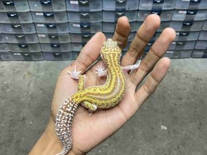 J-404 | ALBINO MACK SNOW RAPTOR REVERSE - BETINA