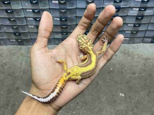 J-405 | ALBINO TREMPER BOLD STRIPE - JANTAN