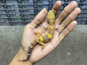 J-407 | ALBINO MACK SNOW RAPTOR BLACK NIGHT - BETINA
