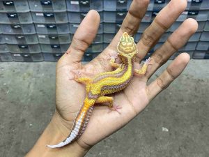 J-408 | ALBINO TREMPER BOLD STRIPE - BETINA