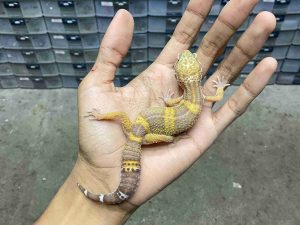 J-409 | ALBINO TREMPER BLACK NIGHT/ CHOCOLATE - BETINA