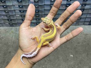 J-413 | ALBINO TREMPER BOLD STRIPE TEMBUS - BETINA