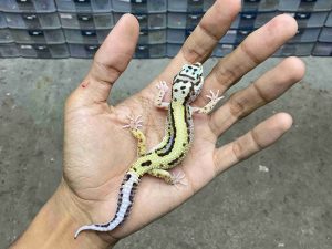 J-415 | BANDIT BOLD STRIPE NOSE BANDED POSSIBLE HET. TREMPER - BETINA