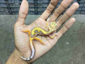 J-418 | ALBINO TREMPER LAVENDER BOLD STRIPE - BETINA