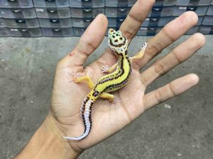 J-419 | BOLD STRIPE HET. TREMPER - BETINA