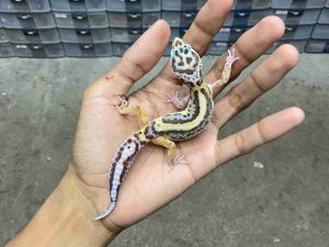 J-420 | BOLD STRIPE HET. TREMPER - BETINA