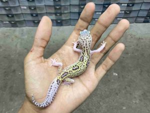 J-421 | MACK SNOW ECLIPSE BLACK NIGHT HET. TREMPER - BETINA