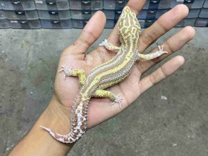 M-237 | ALBINO TREMPER MACK SNOW BOLD STRIPE - JANTAN