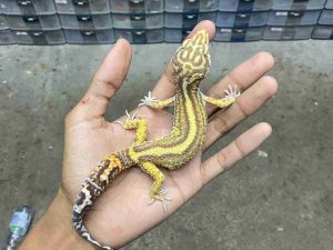 M-239 | ALBINO TREMPER BOLD STRIPE - JANTAN