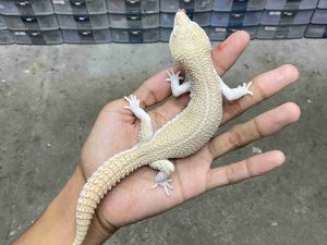 M-241 | PANDA ALBINO/ SUPER SNOW RAPTOR BLACK NIGHT - JANTAN