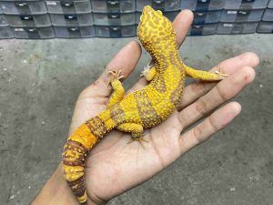 M-243 | ALBINO SUNSPOT - JANTAN