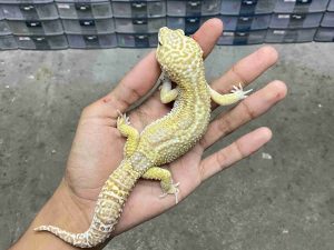M-244 | ALBINO MACK SNOW TREMPER BLACK NIGHT HET. DIABLO BLANCO - JANTAN