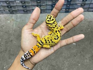 M-245 | TANGERINE HET. TREMPER - JANTAN