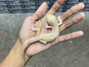 M-246 | ALBINO MACK SNOW RAPTOR BLACK NIGHT - JANTAN