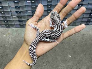 M-247 | SUPER SNOW ECLIPSE BLACK NIGHT HET. TREMPER - JANTAN