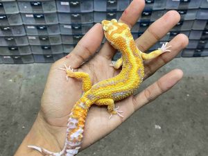 M-248 | ALBINO TREMPER LAVENDER JUNGLLE STRIPE - JANTAN