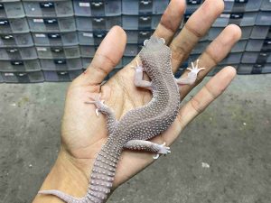 M-249 | SUPER SNOW MURPHY BLACK NIGHT POSSIBLE HET. TREMPER - JANTAN