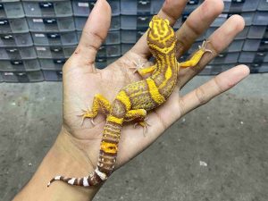 M-250 | ALBINO TREMPER SUNSPOT - JANTAN
