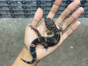 M-252 | BLACK NIGHT POSSIBLE HET. TREMPER - JANTAN