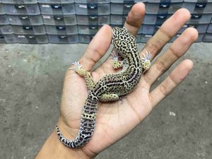 M-253 | BLACK NIGHT HET. MURPHY POSSIBLE HET. TREMPER - JANTAN