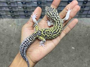 M-254 | MACK SNOW ECLIPSE BLACK NIGHT (PANDA) HET. TREMPER - JANTAN