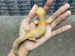 M-255 | ALBINO TREMPER BLACK NIGHT - JANTAN