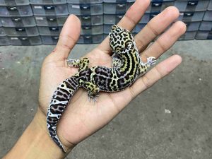 M-256 | MACK SNOW BLACK NIGHT HET. TREMPER - JANTAN