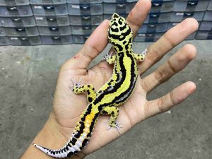 M-257 | BOLD STRIPE LINE TEMBUS HET. TREMPER - JANTAN