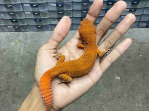M-258 | SHTCTB TOMATO HET. TREMPER - JANTAN