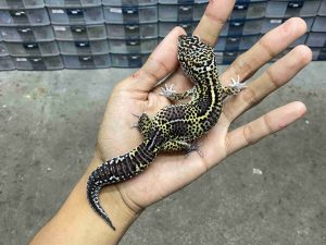 M-259 | MACK SNOW BLACK NIGHT HET. ECLIPSE POSSIBLE HET. TREMPER - JANTAN