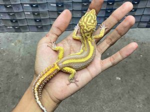 M-260 | ALBINO TREMPER BOLD STRIPE TEMBUS - JANTAN