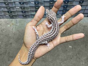 M-261 | SUPER SNOW BOLD STRIPE HET. TREMPER - JANTAN