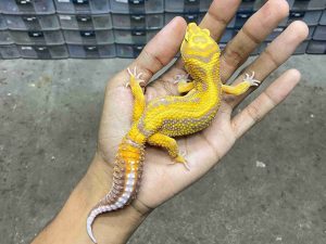 M-262 | ALBINO TREMPER BOLD STRIPE LAVENDER - JANTAN