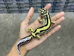 M-264 | BOLD STRIPE POSSIBLE HET. TREMPER - JANTAN