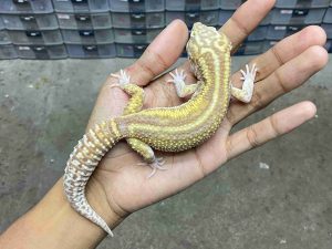 M-265 | ALBINO MACK SNOW RAPTOR BOLD STRIPE BLACK NIGHT POSSIBLE HET. MURPHY - JANTAN