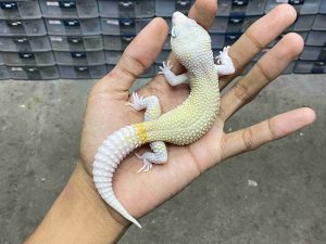 M-267 | SNOW DIABLO BLANCO - JANTAN