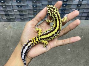 M-268 | BOLD STRIPE POSSIBLE HET. TREMPER - JANTAN