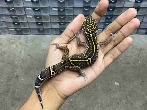 M-269 | MACK SNOW BLACK NIGHT POSSIBLE HET. TREMPER - JANTAN