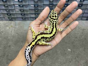 M-270 | BOLD STRIPE TEMBUS POSSIBLE HET. TREMPER - JANTAN